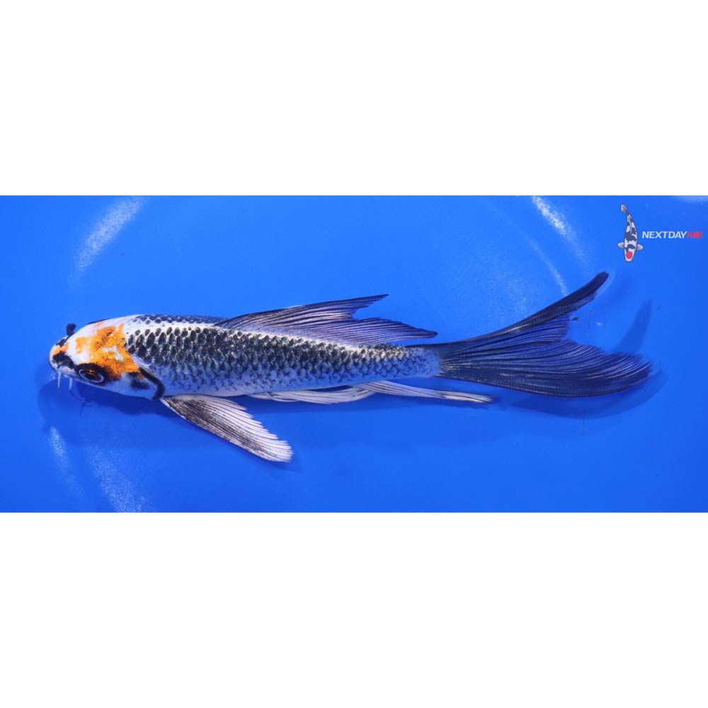 6.5” Imported Kujaku Butterfly Koi
