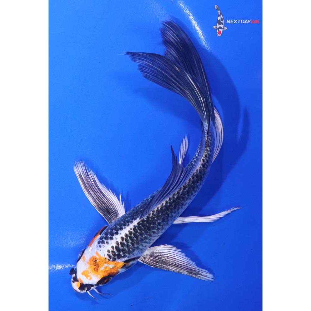 6.5” Imported Kujaku Butterfly Koi