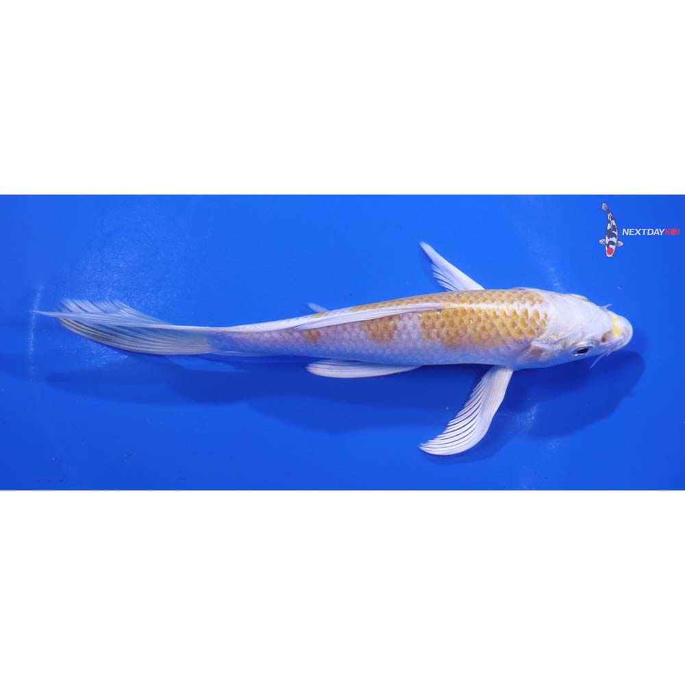 6.5” Imported Lemon Hariwake Butterfly Koi