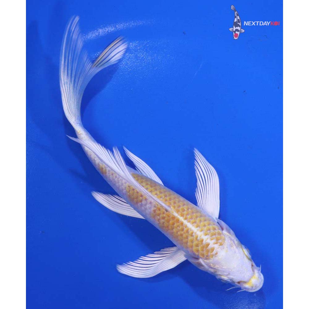 6.5” Imported Lemon Hariwake Butterfly Koi