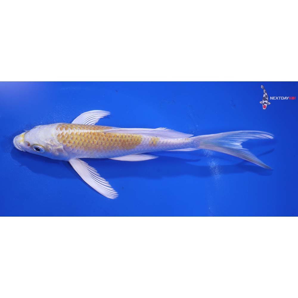 6.5” Imported Lemon Hariwake Butterfly Koi