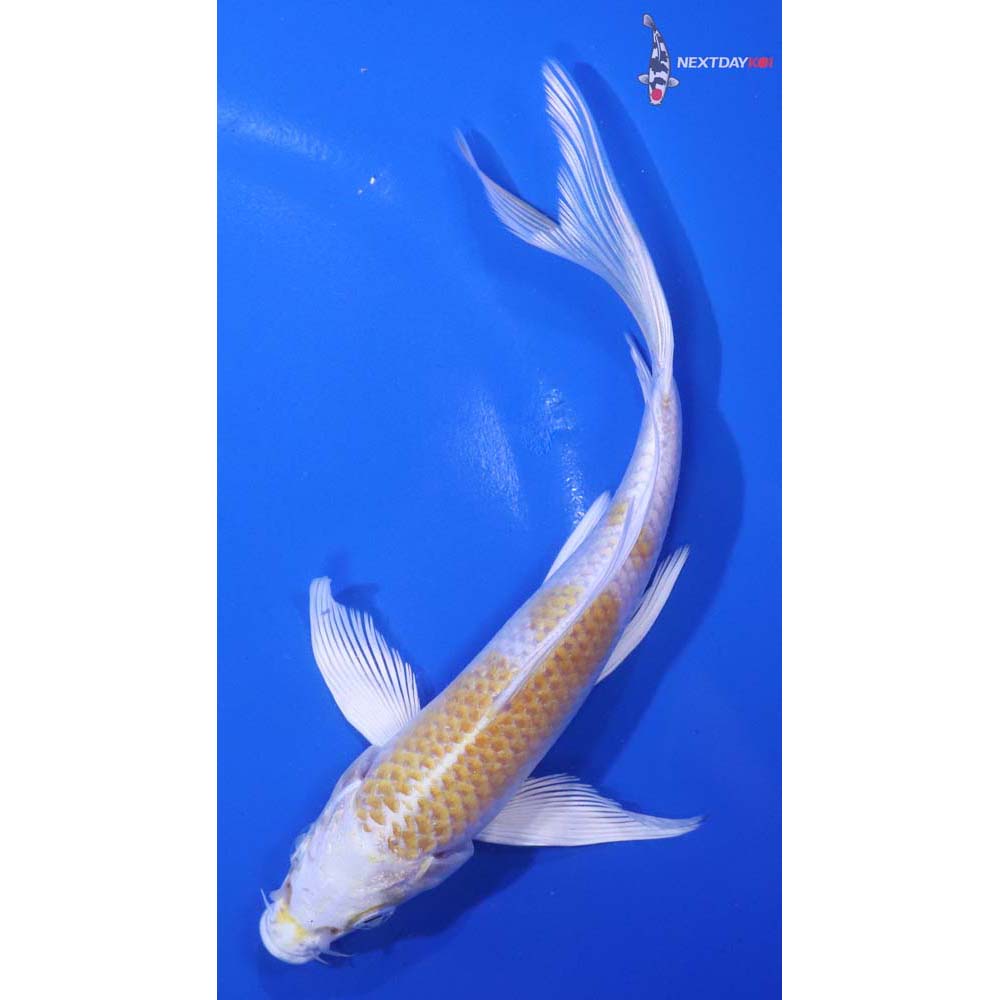 6.5” Imported Lemon Hariwake Butterfly Koi