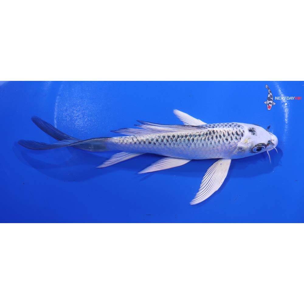6.5” Imported Kujaku Butterfly Koi