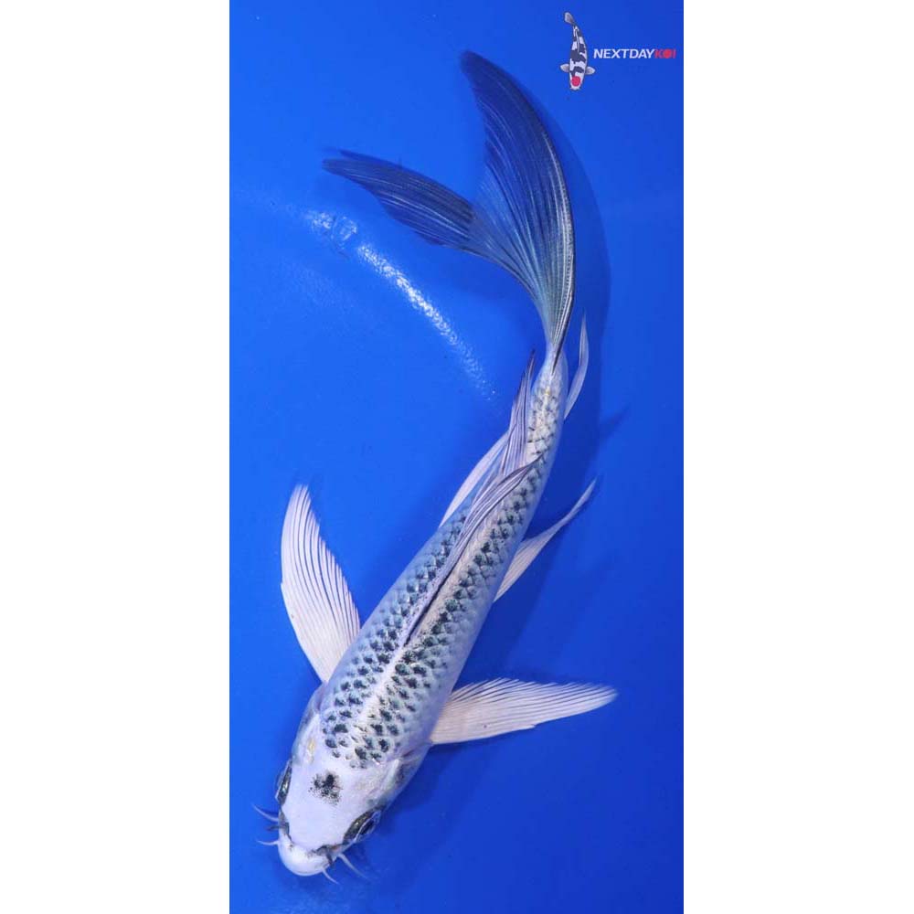 6.5” Imported Kujaku Butterfly Koi