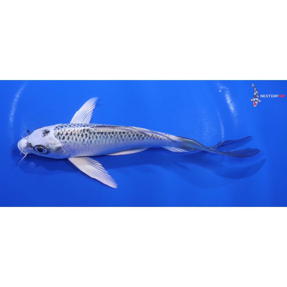 6.5” Imported Kujaku Butterfly Koi