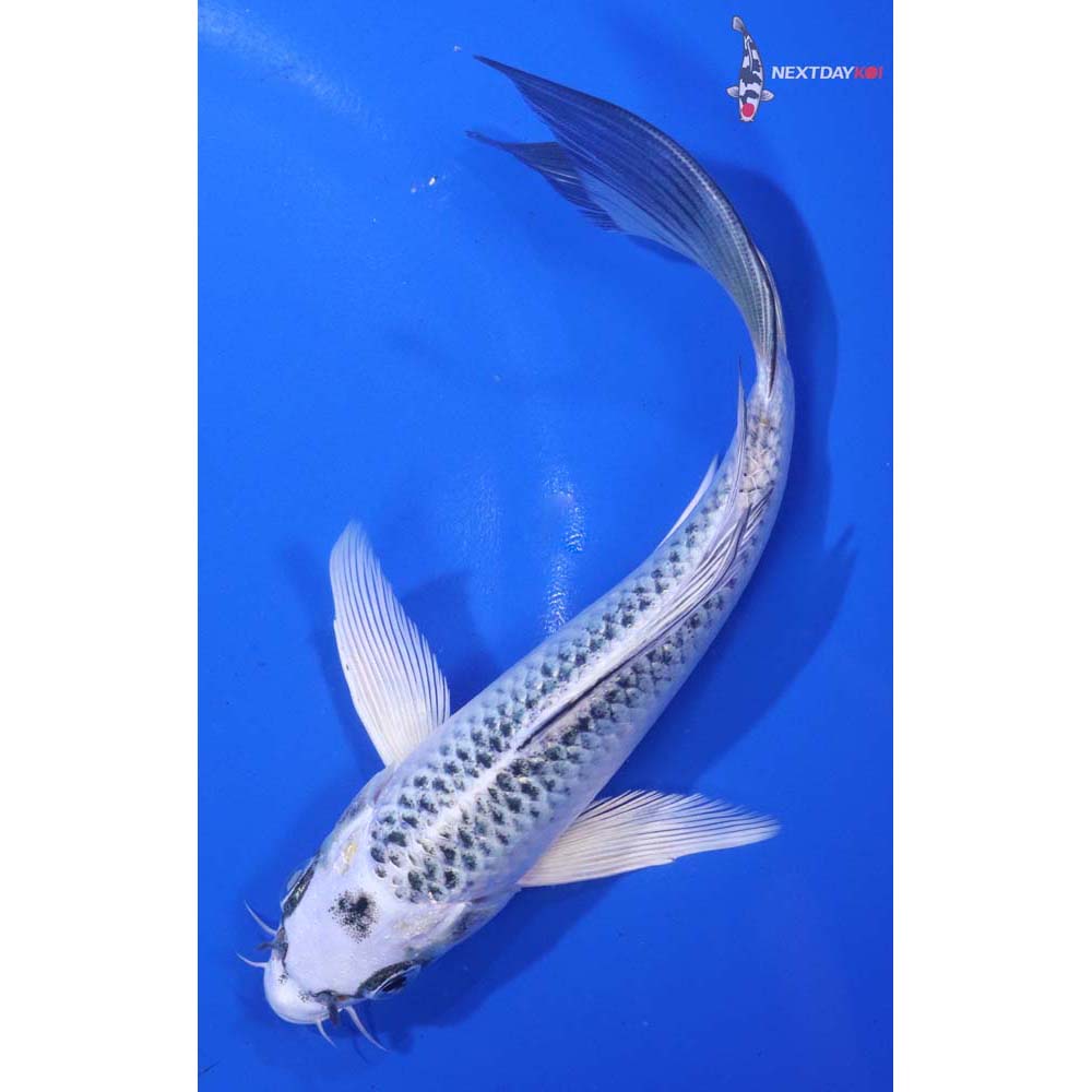 6.5” Imported Kujaku Butterfly Koi