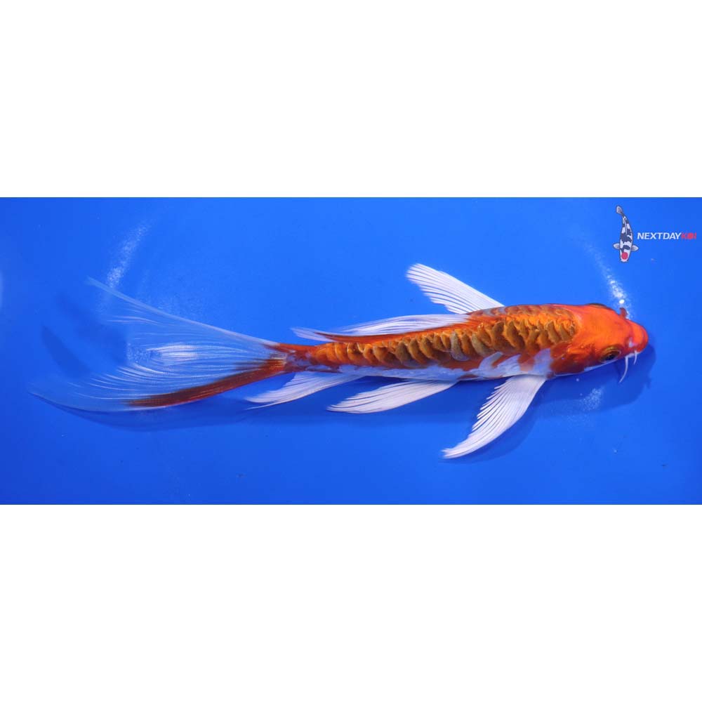 7” Imported Armor Scaled Kujaku Butterfly Koi