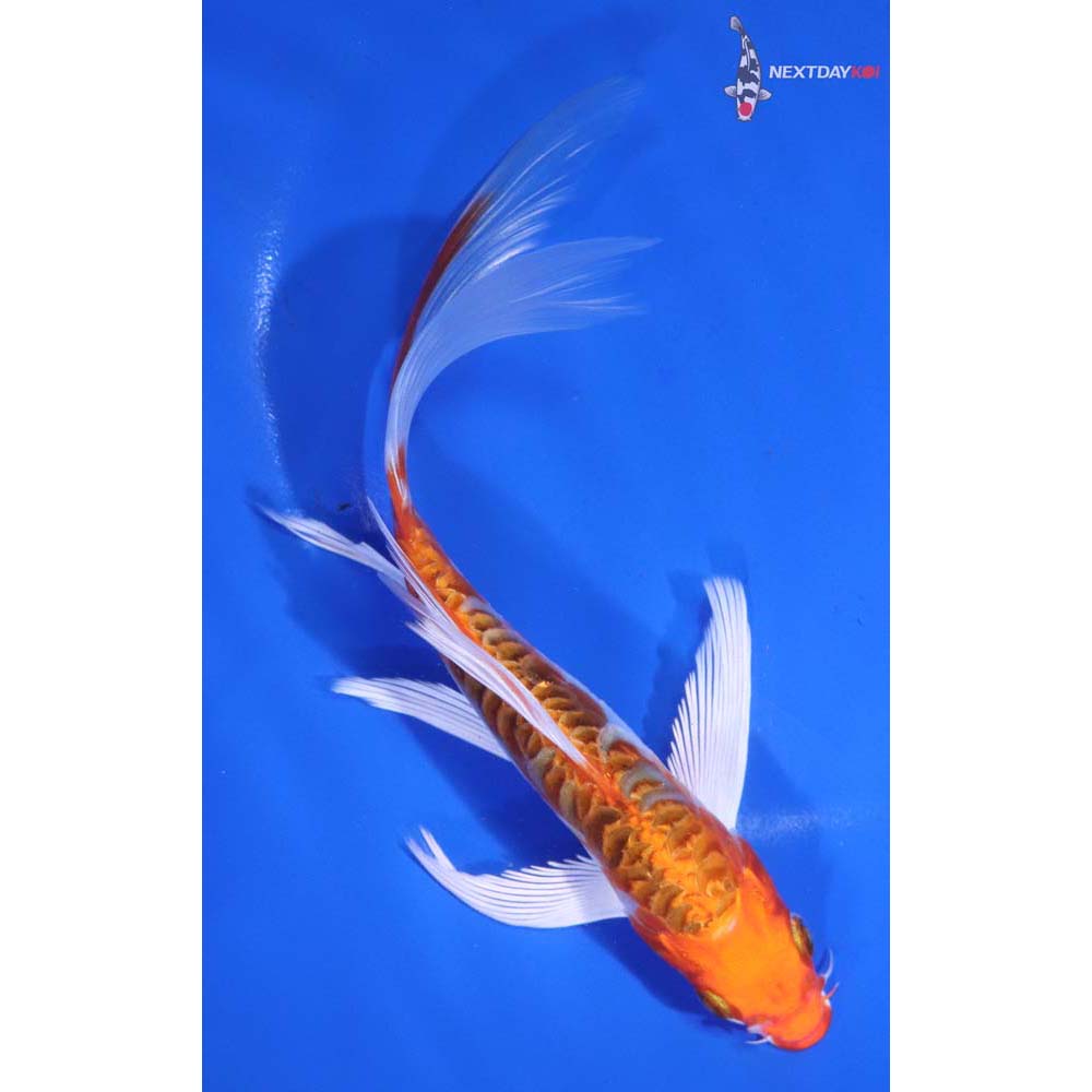 7” Imported Armor Scaled Kujaku Butterfly Koi