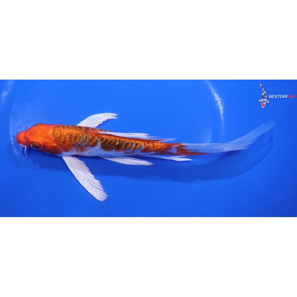 7” Imported Armor Scaled Kujaku Butterfly Koi