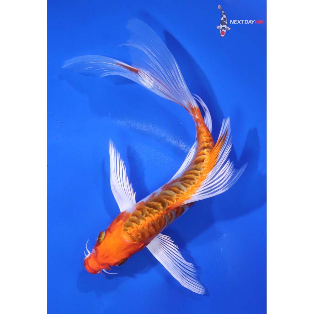 7” Imported Armor Scaled Kujaku Butterfly Koi