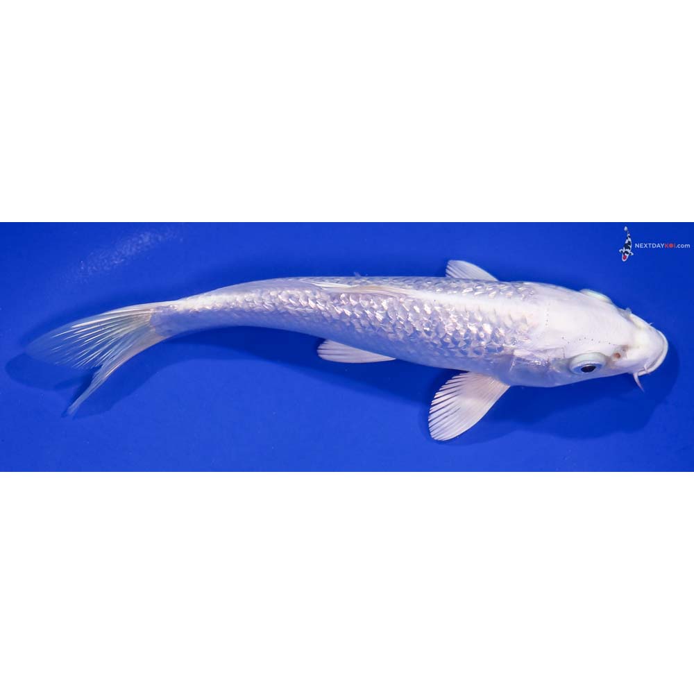 7” Imported Gin Rin Platinum Ogon