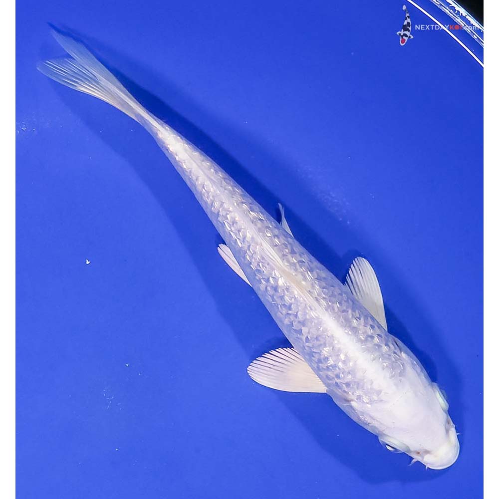 7” Imported Gin Rin Platinum Ogon
