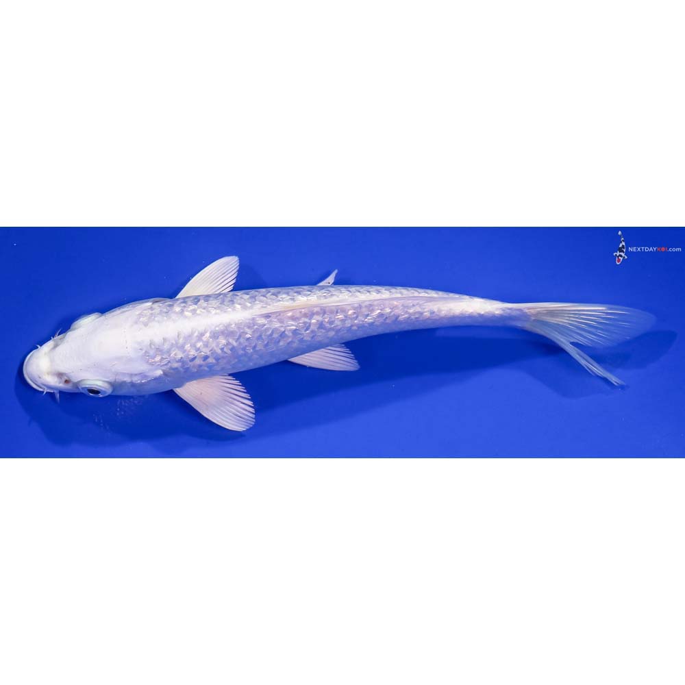 7” Imported Gin Rin Platinum Ogon