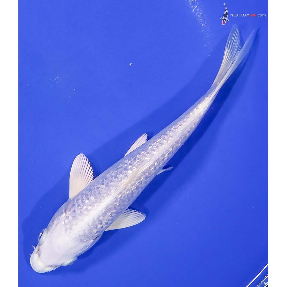 7” Imported Gin Rin Platinum Ogon