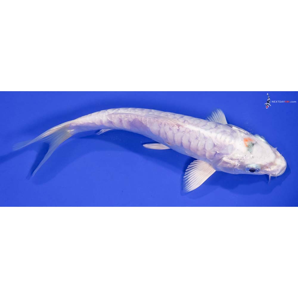 7” Imported Armor Scaled Platinum Ogon