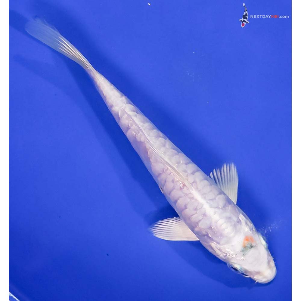7” Imported Armor Scaled Platinum Ogon