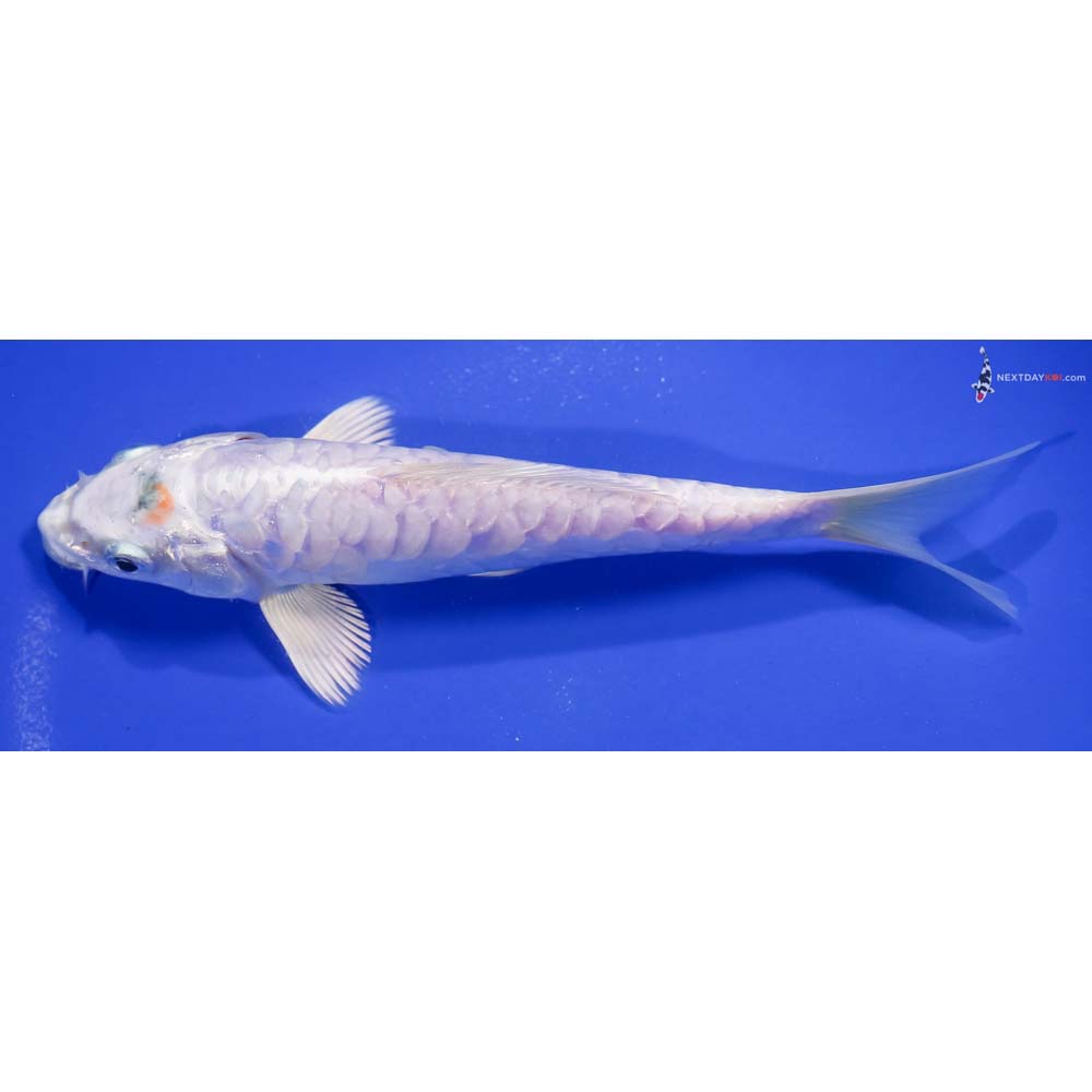 7” Imported Armor Scaled Platinum Ogon