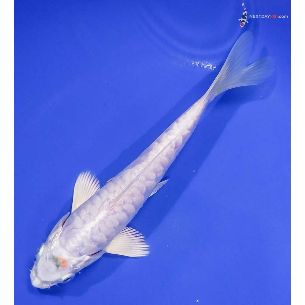 7” Imported Armor Scaled Platinum Ogon