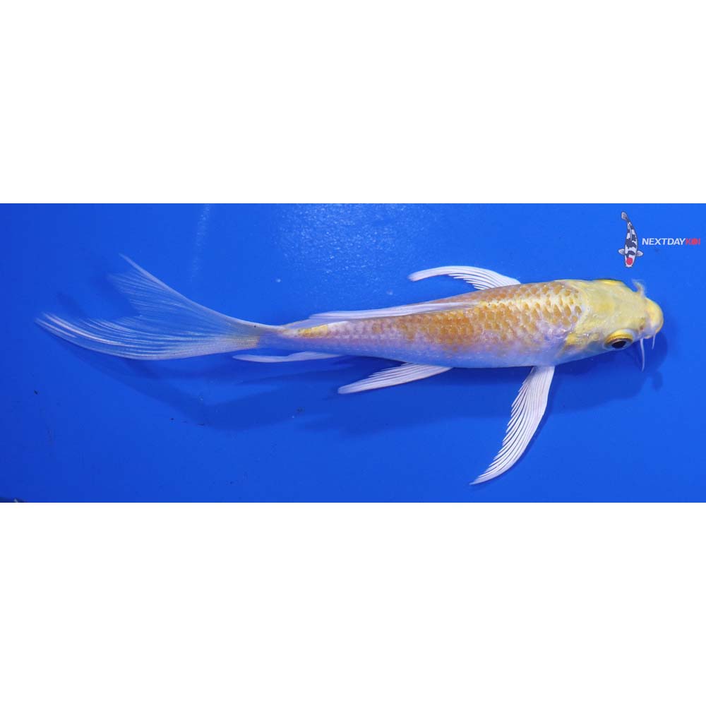 5” Imported Lemon Hariwake Butterfly Koi