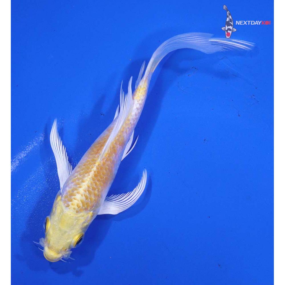 5” Imported Lemon Hariwake Butterfly Koi
