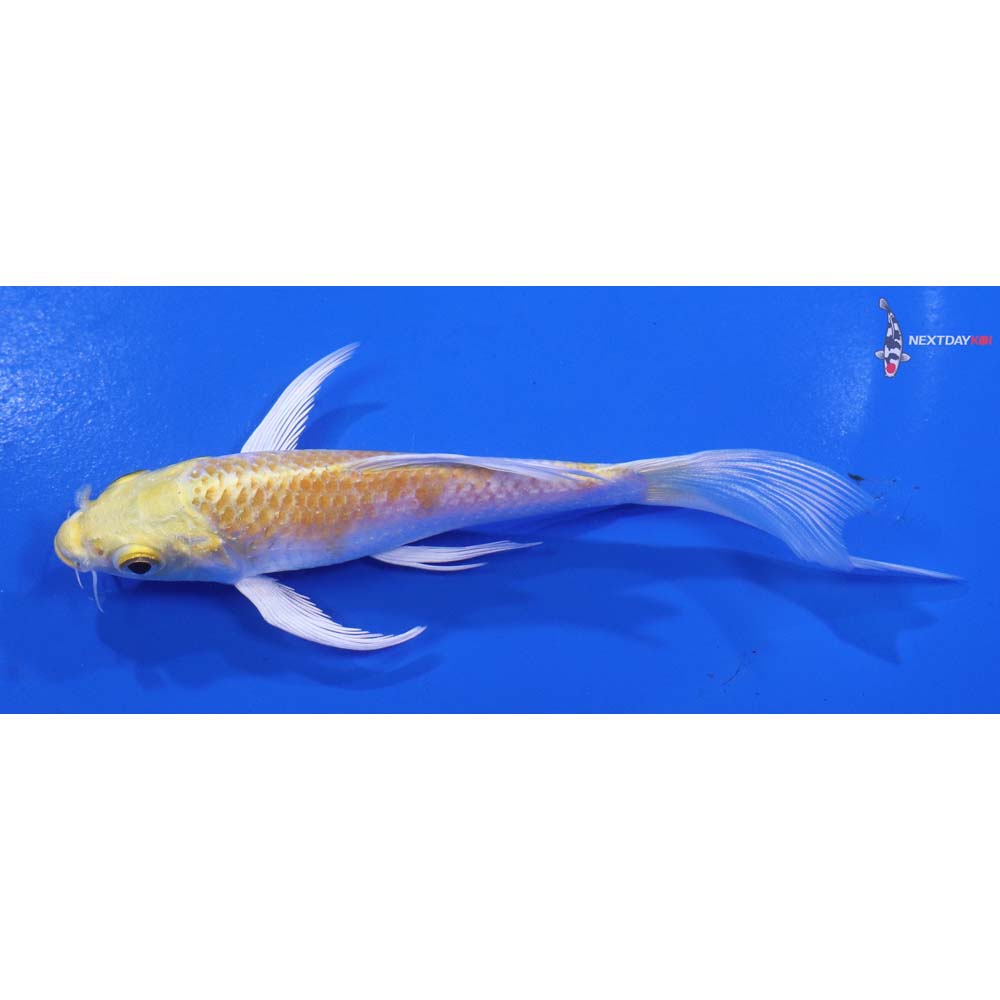 5” Imported Lemon Hariwake Butterfly Koi
