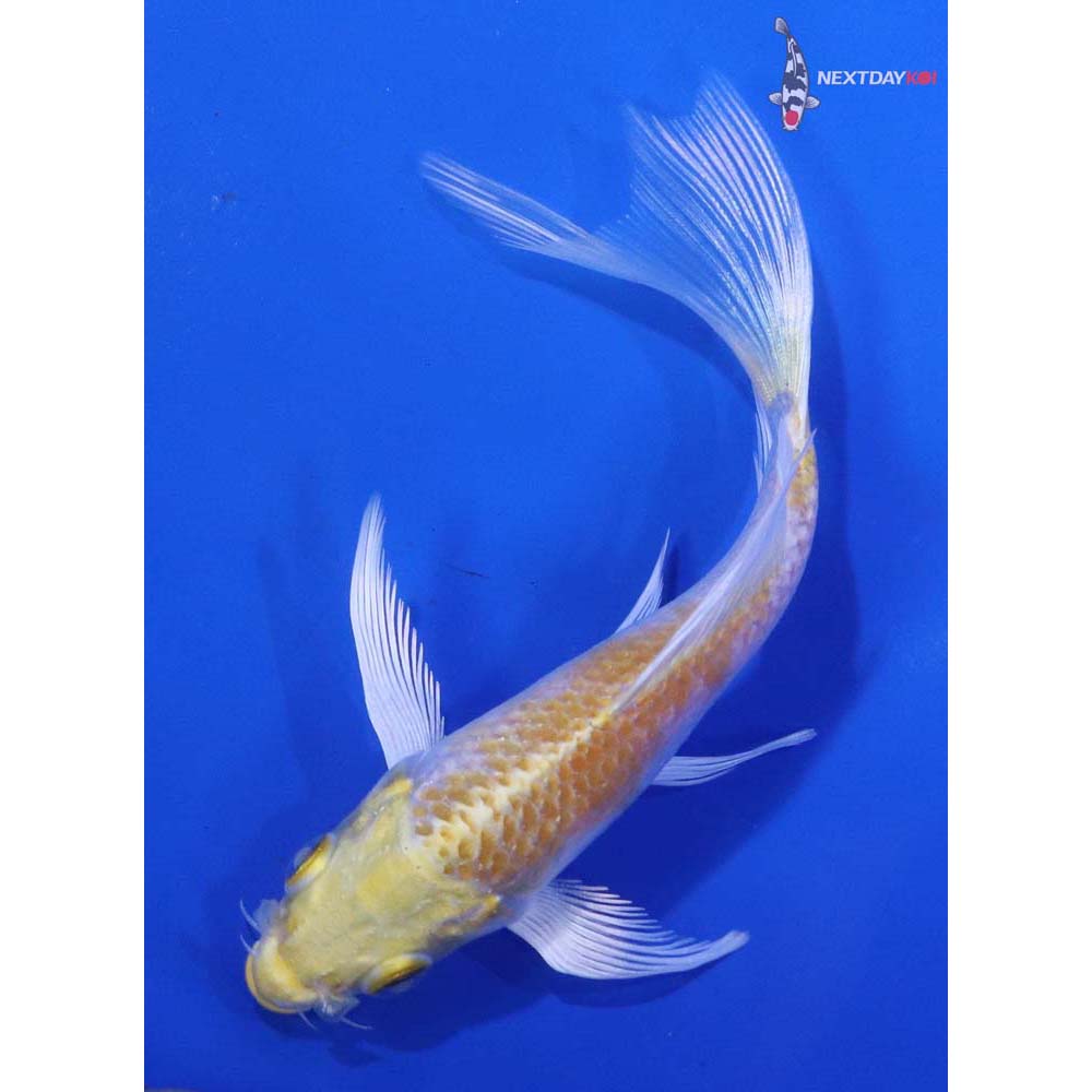 5” Imported Lemon Hariwake Butterfly Koi