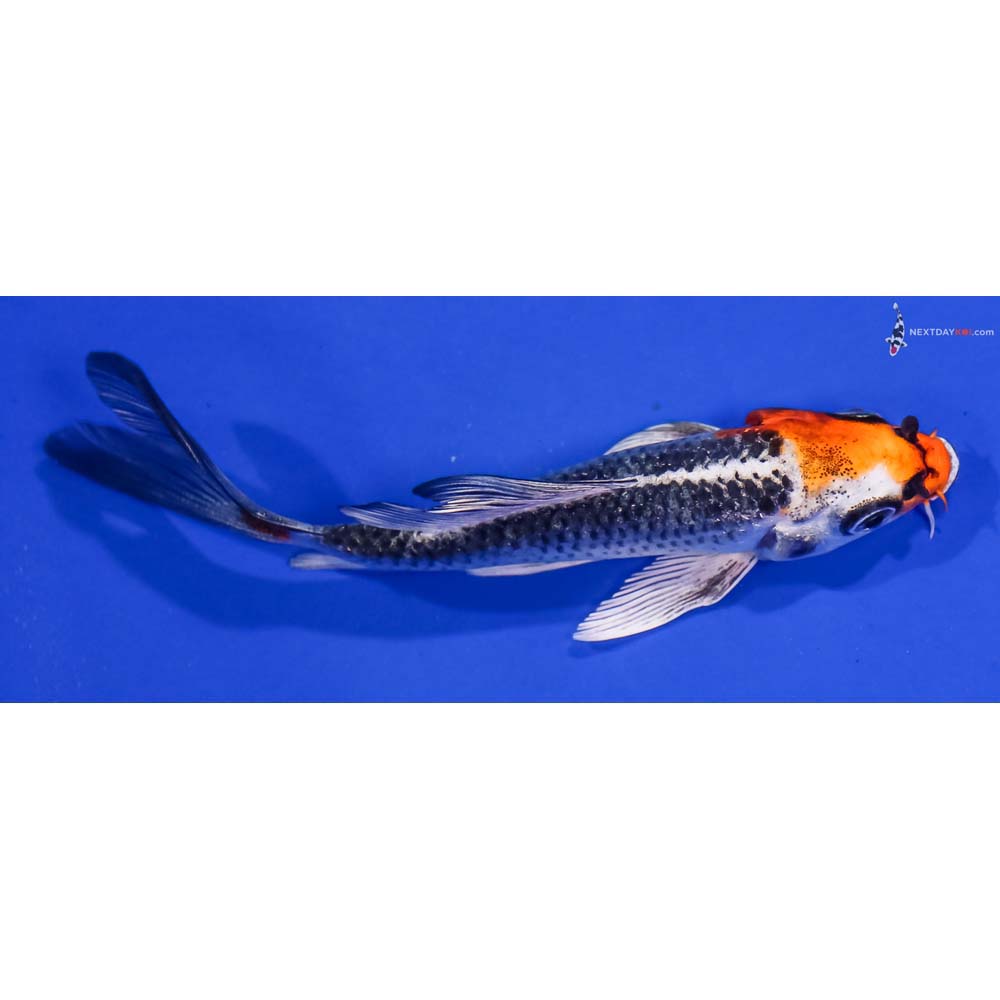 4.5” Imported Kujaku Butterfly Koi