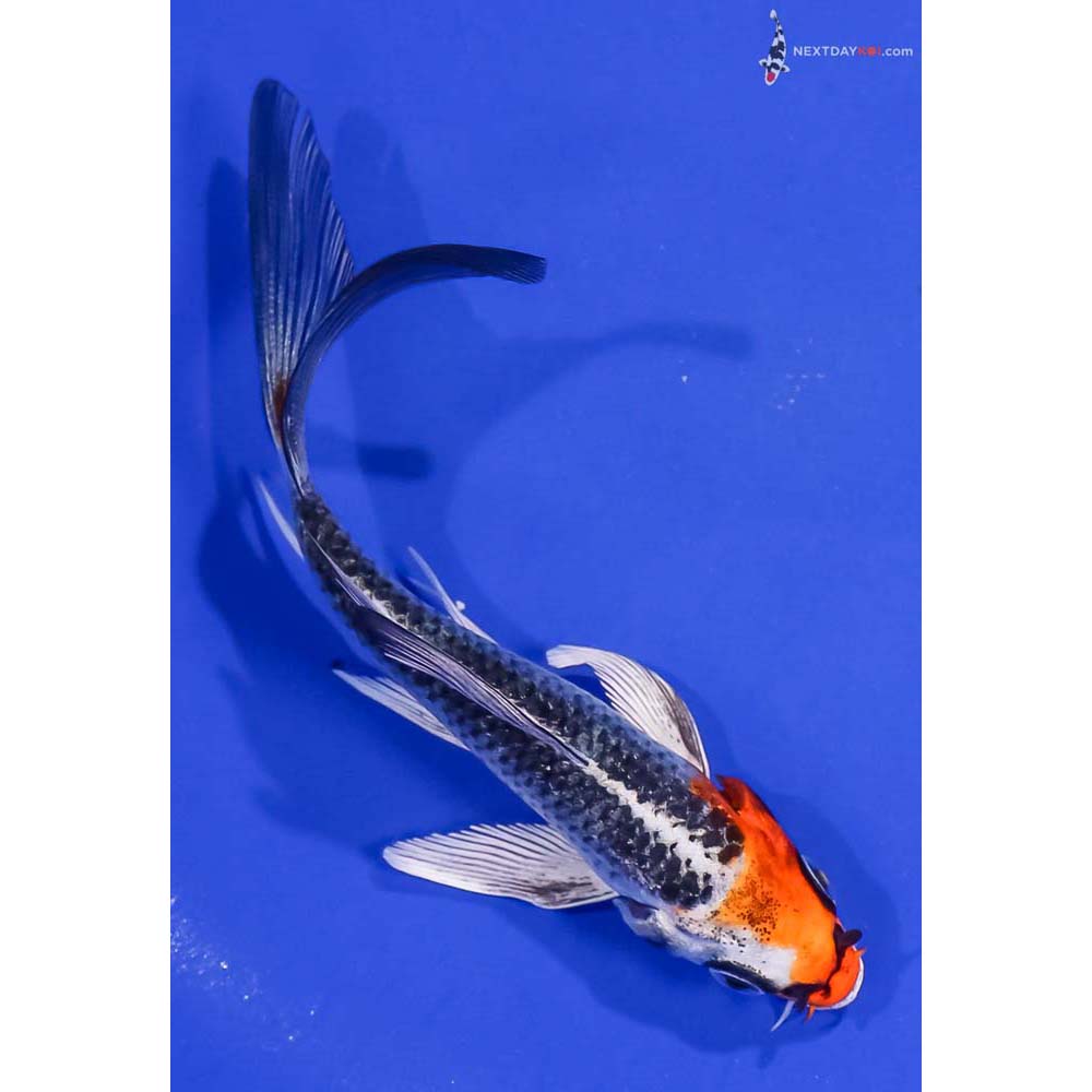 4.5” Imported Kujaku Butterfly Koi