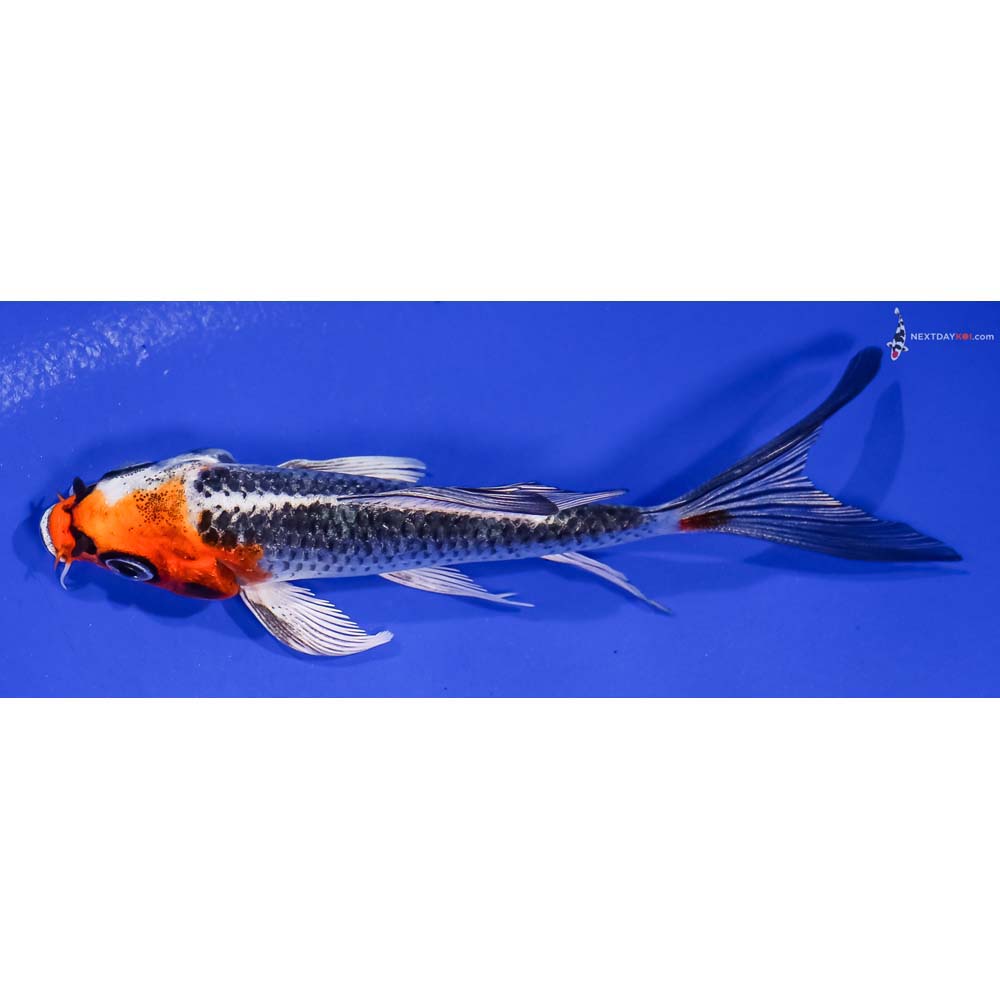 4.5” Imported Kujaku Butterfly Koi
