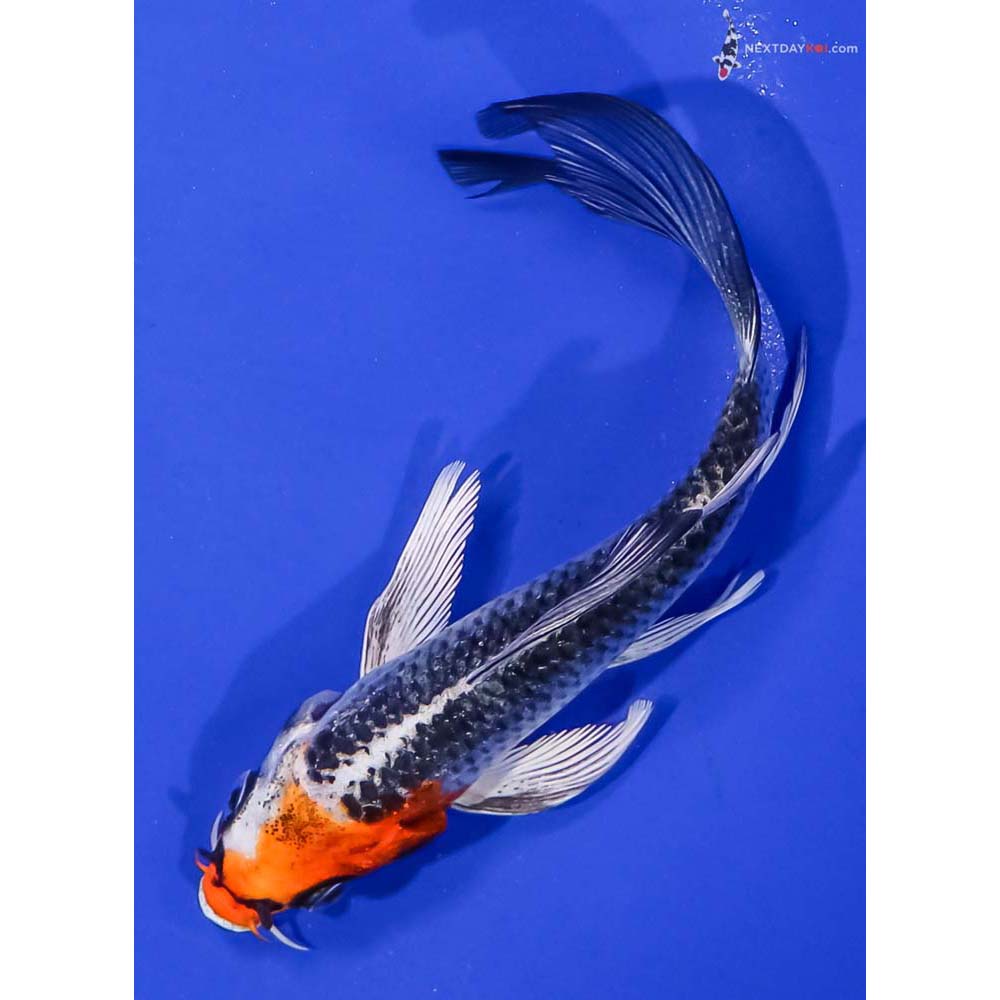 4.5” Imported Kujaku Butterfly Koi