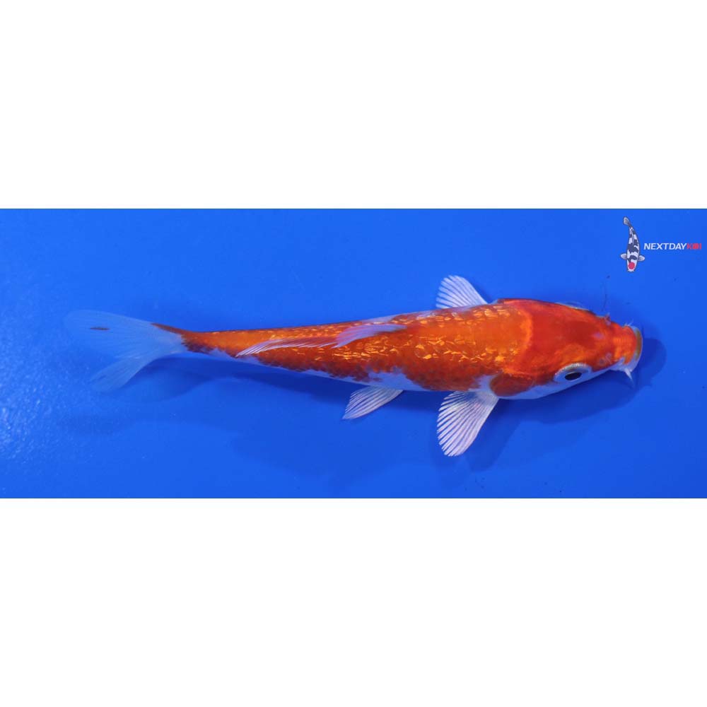 4” Imported Gin Rin Hariwake