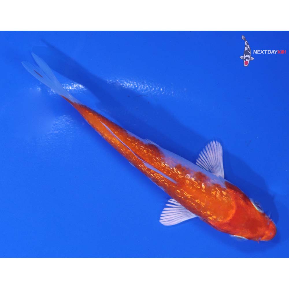 4” Imported Gin Rin Hariwake