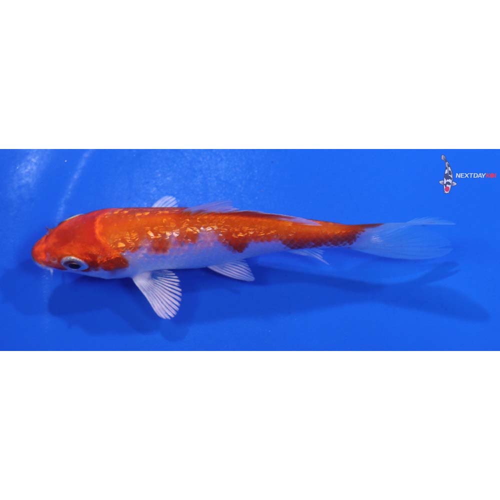 4” Imported Gin Rin Hariwake