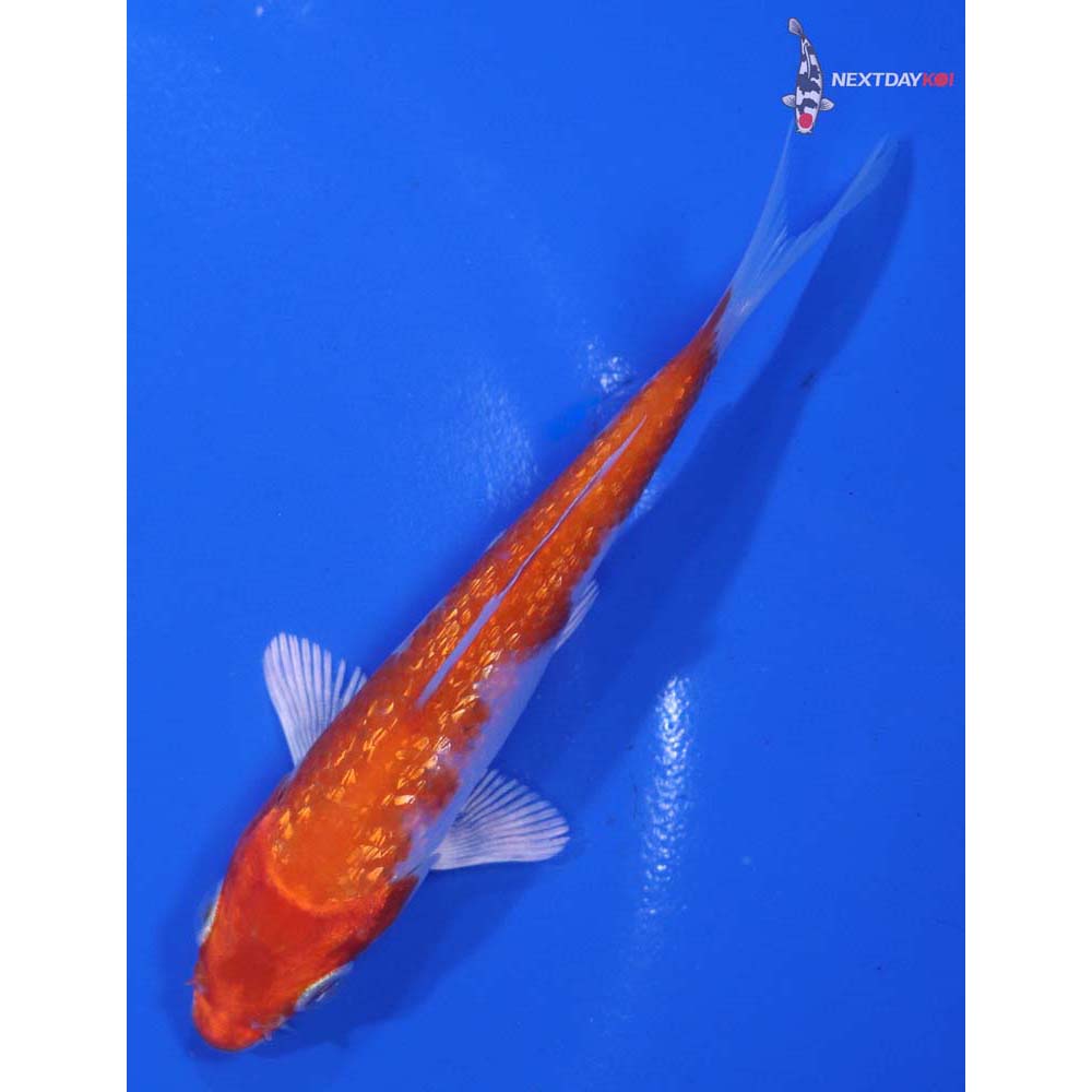 4” Imported Gin Rin Hariwake