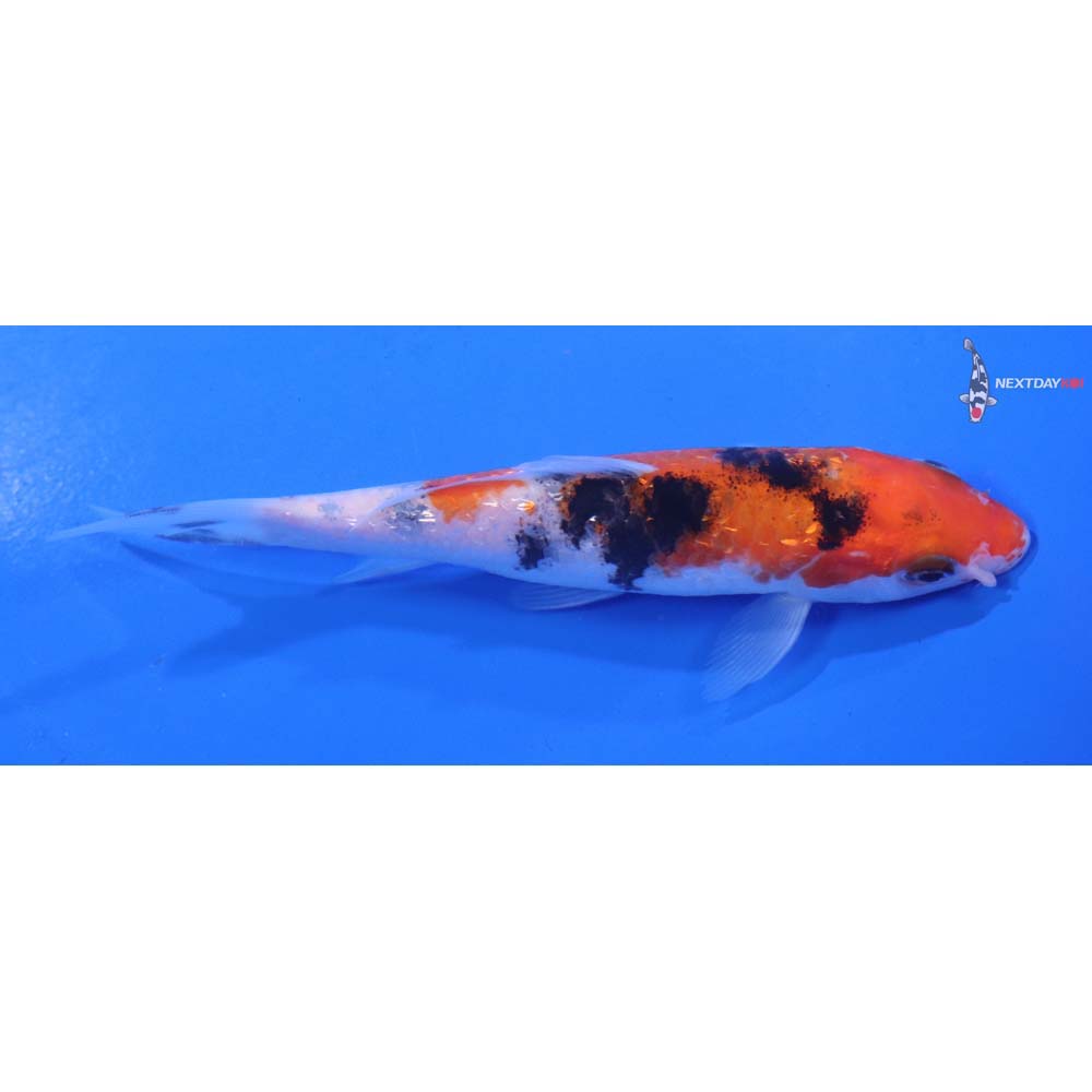 5” Imported Sanke