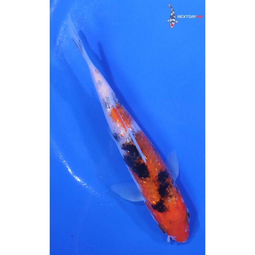 5” Imported Sanke