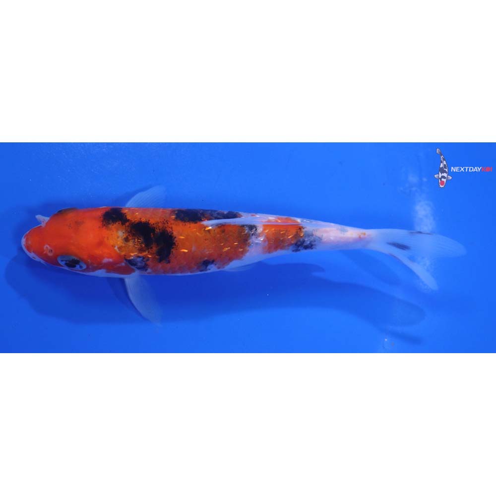 5” Imported Sanke