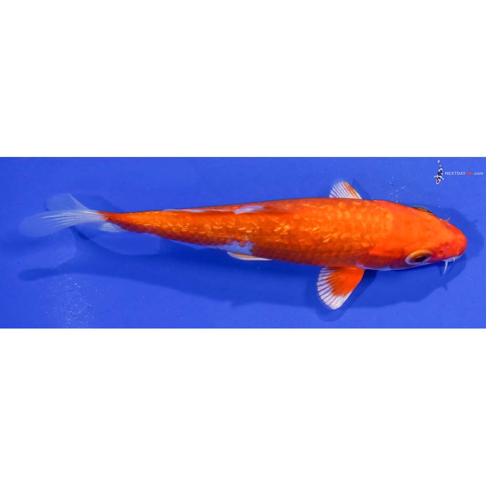 4.5” Imported Gin Rin Hariwake