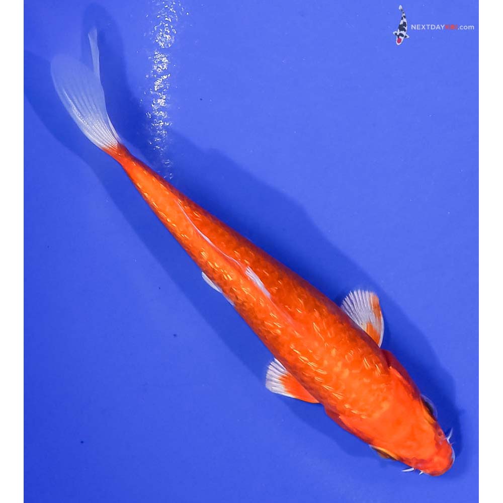 4.5” Imported Gin Rin Hariwake