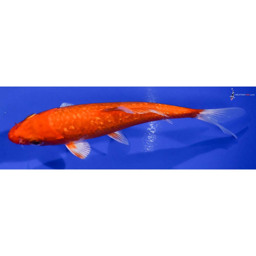 4.5” Imported Gin Rin Hariwake