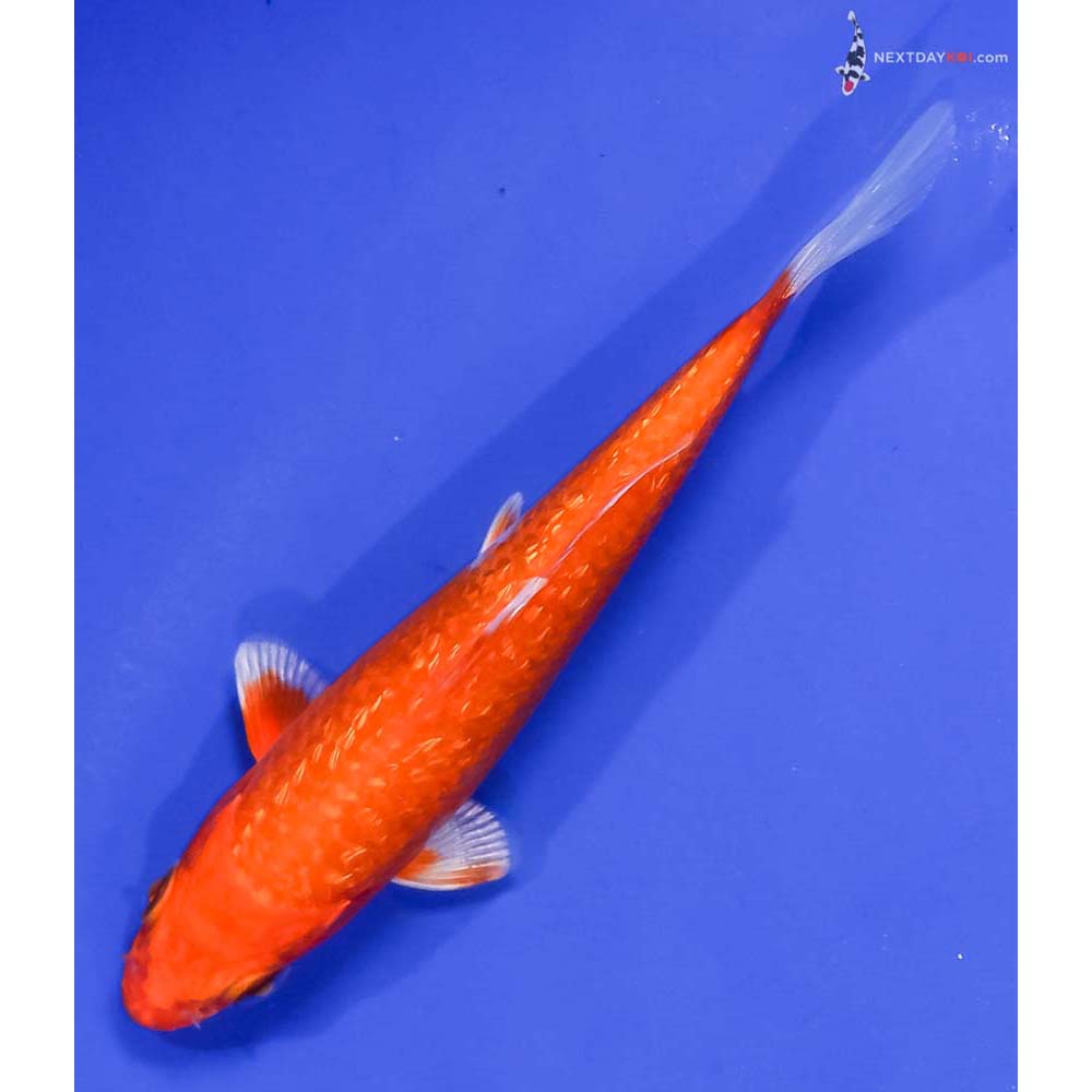 4.5” Imported Gin Rin Hariwake