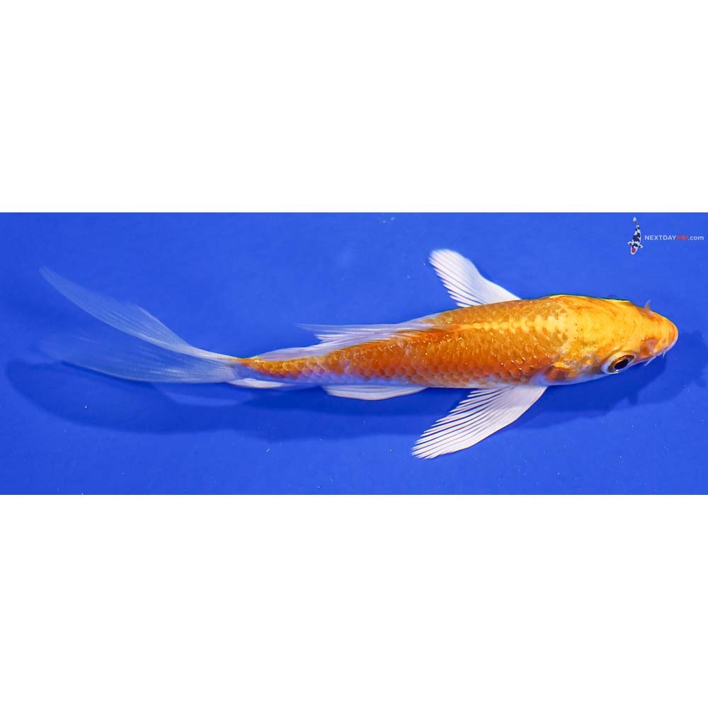 3.5” Imported Lemon Hariwake Butterfly Koi