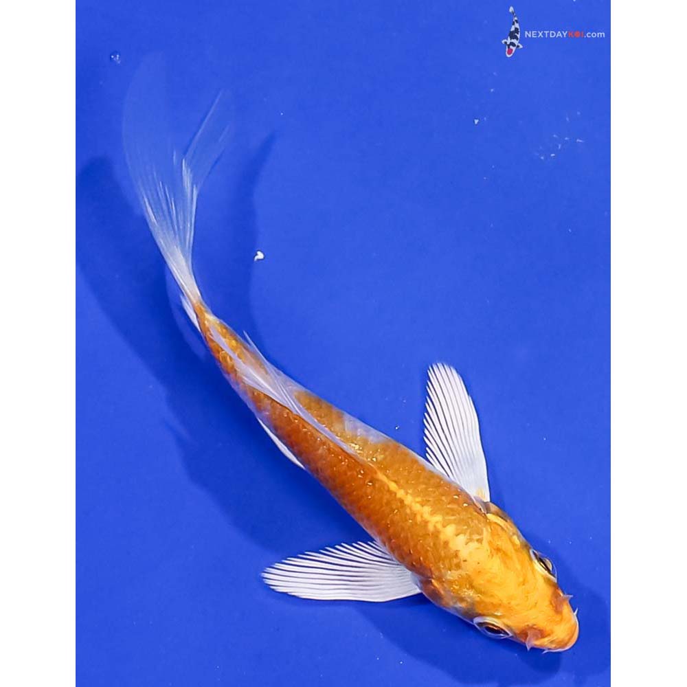 3.5” Imported Lemon Hariwake Butterfly Koi