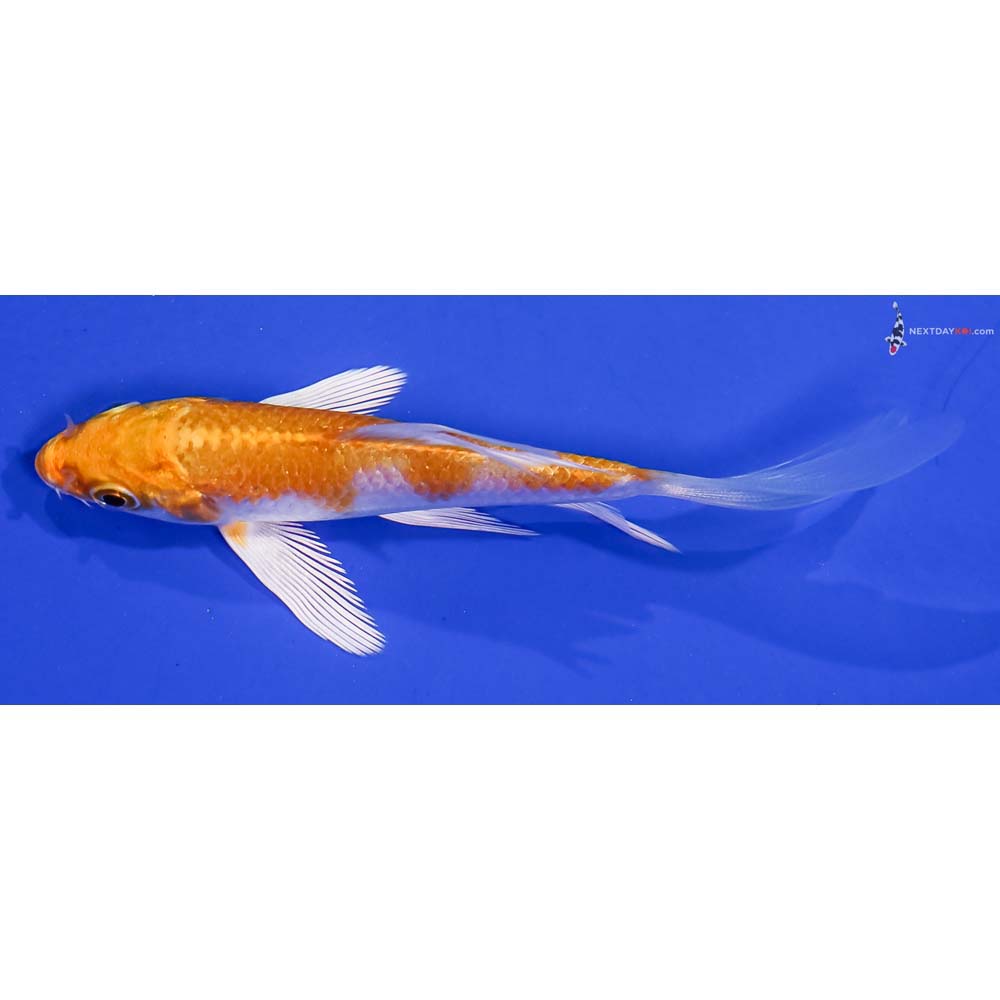 3.5” Imported Lemon Hariwake Butterfly Koi