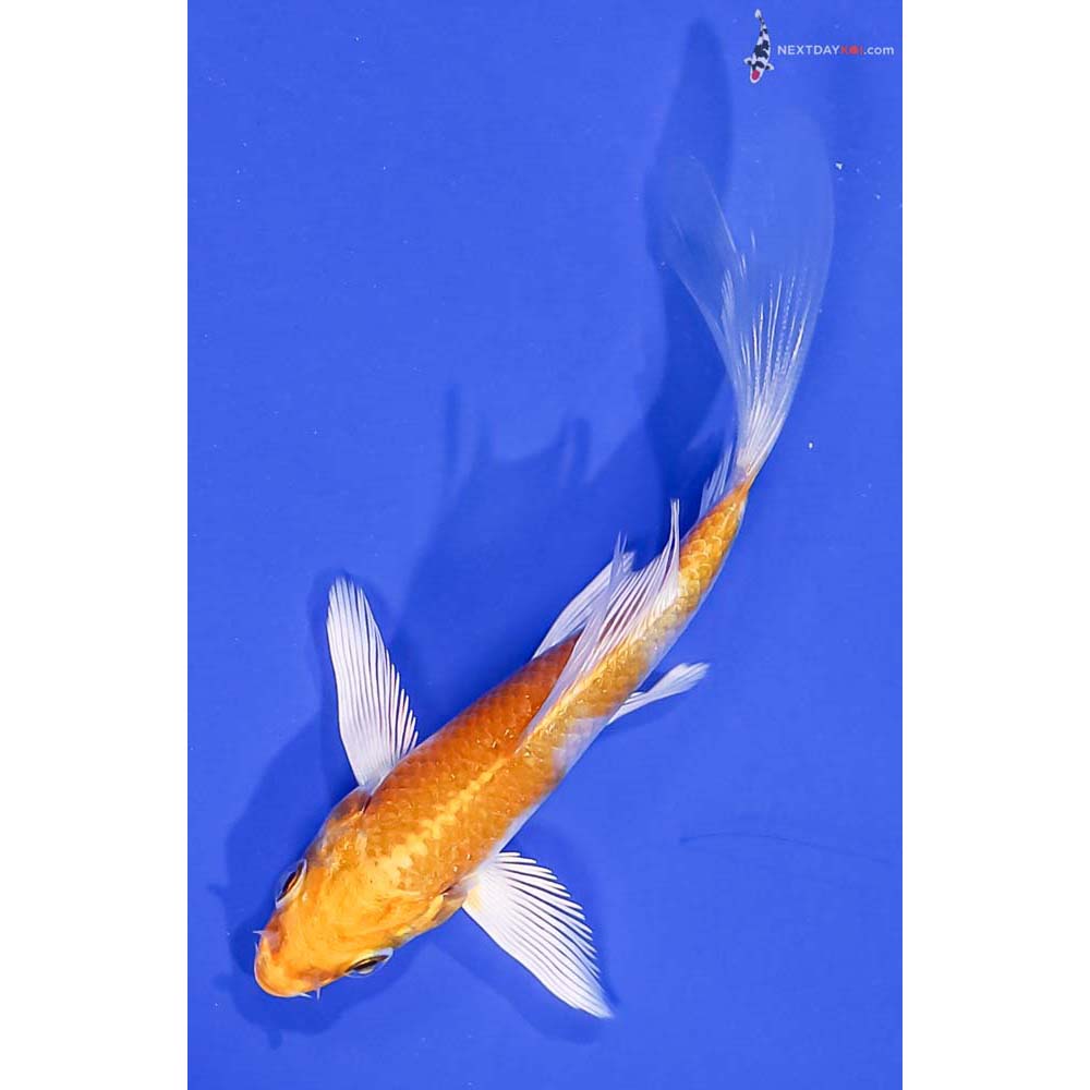 3.5” Imported Lemon Hariwake Butterfly Koi