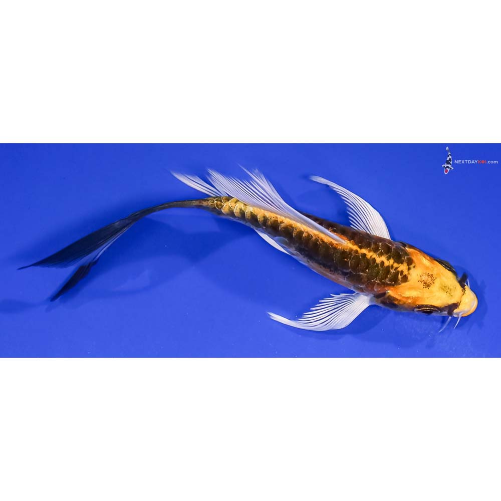 4.5” Imported Kin Kikokuryu Butterfly Koi