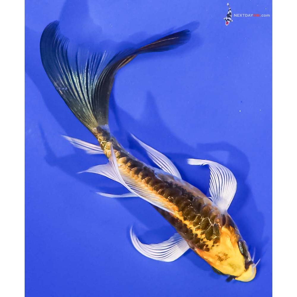 4.5” Imported Kin Kikokuryu Butterfly Koi