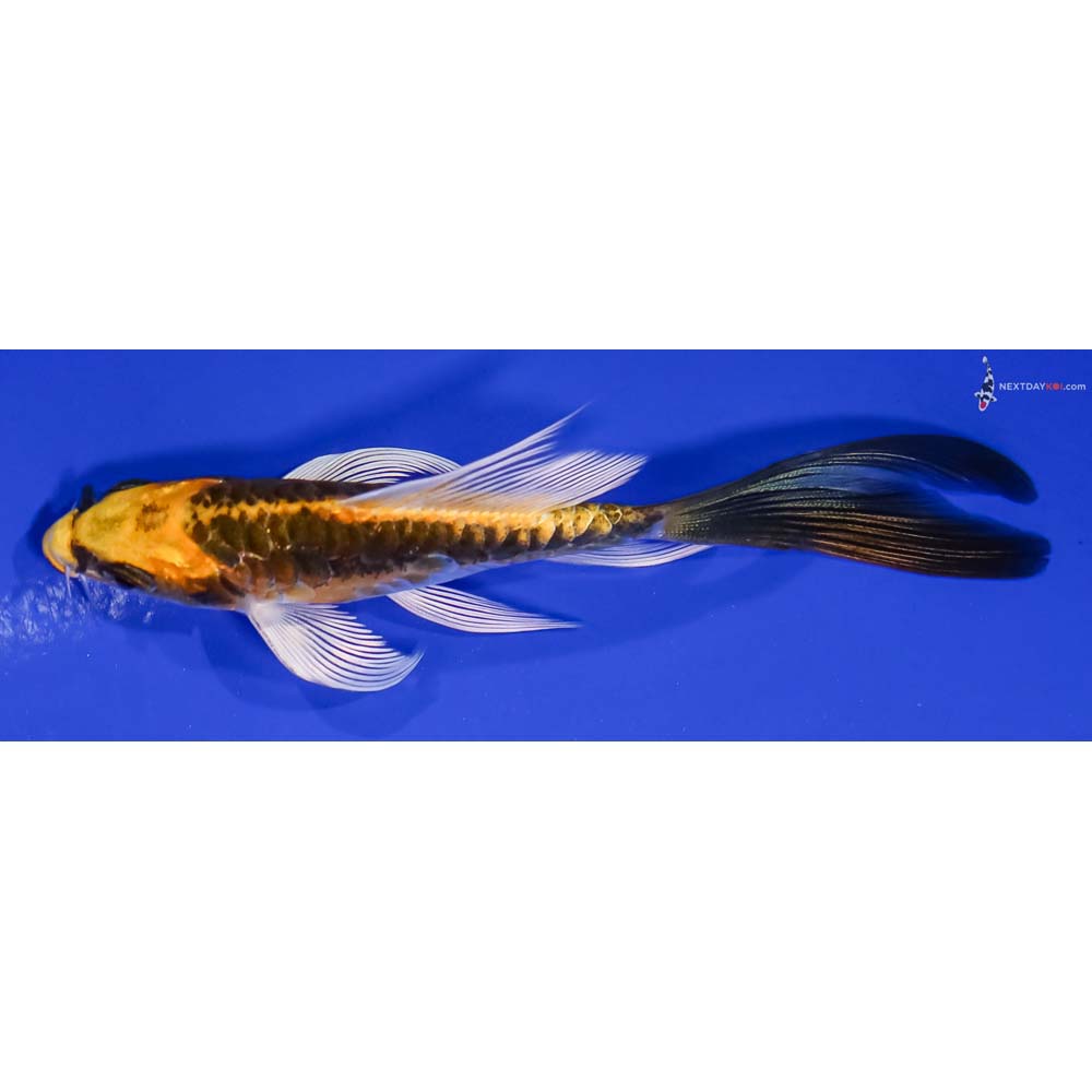 4.5” Imported Kin Kikokuryu Butterfly Koi