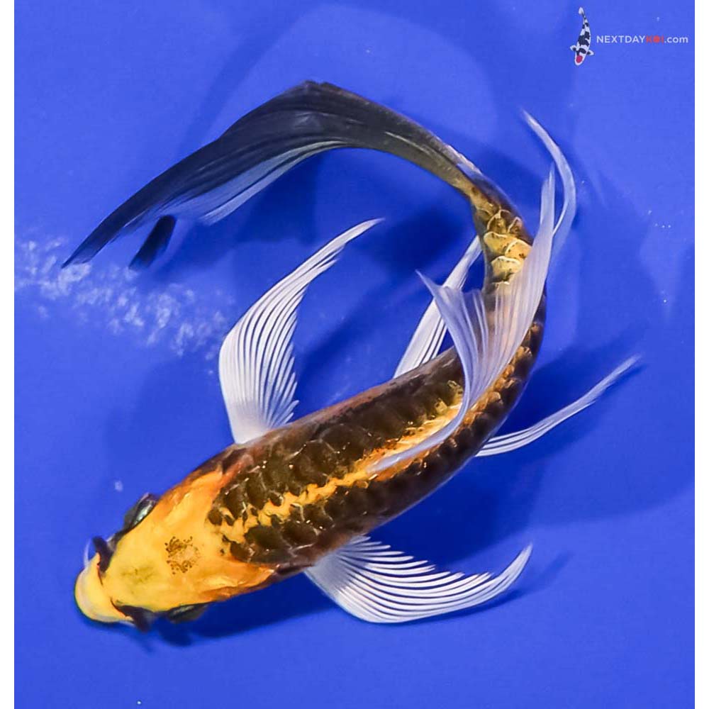 4.5” Imported Kin Kikokuryu Butterfly Koi