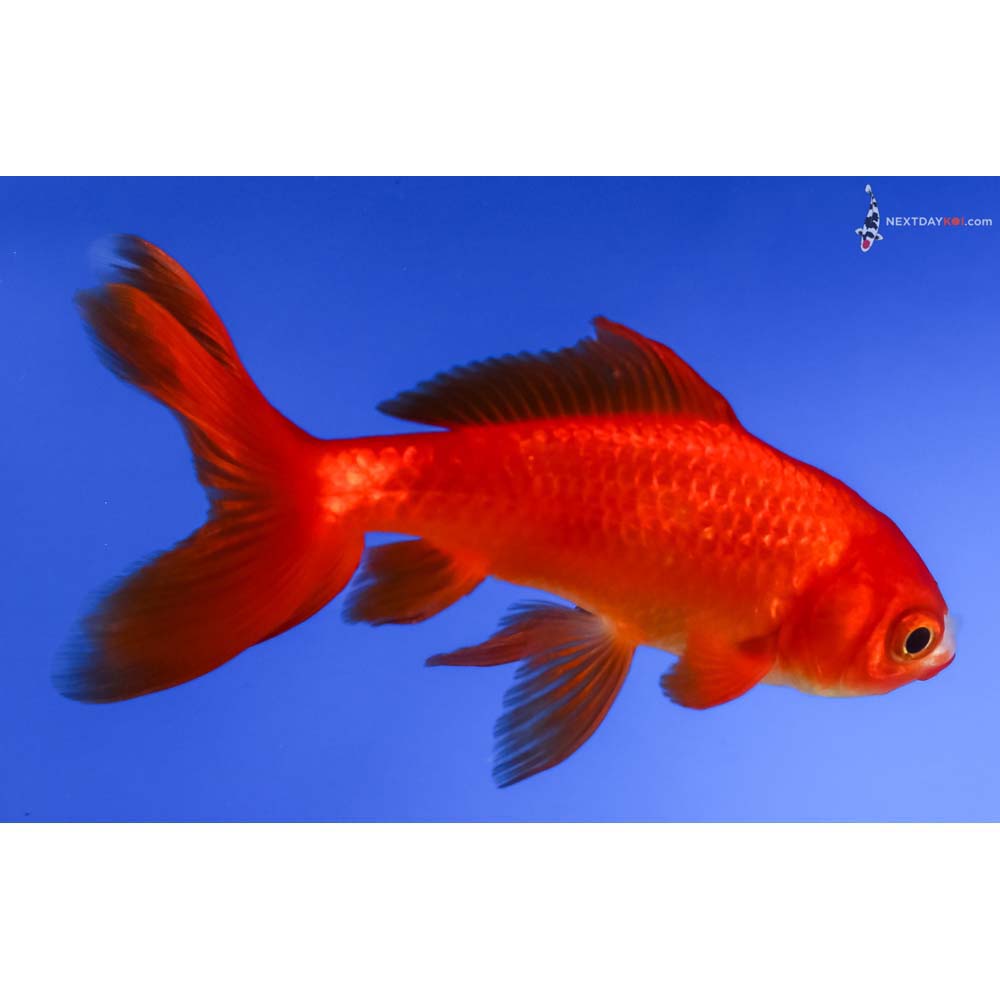 4.5” Imported Red and White Wakin